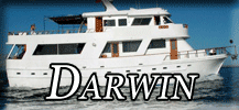 Darwin button